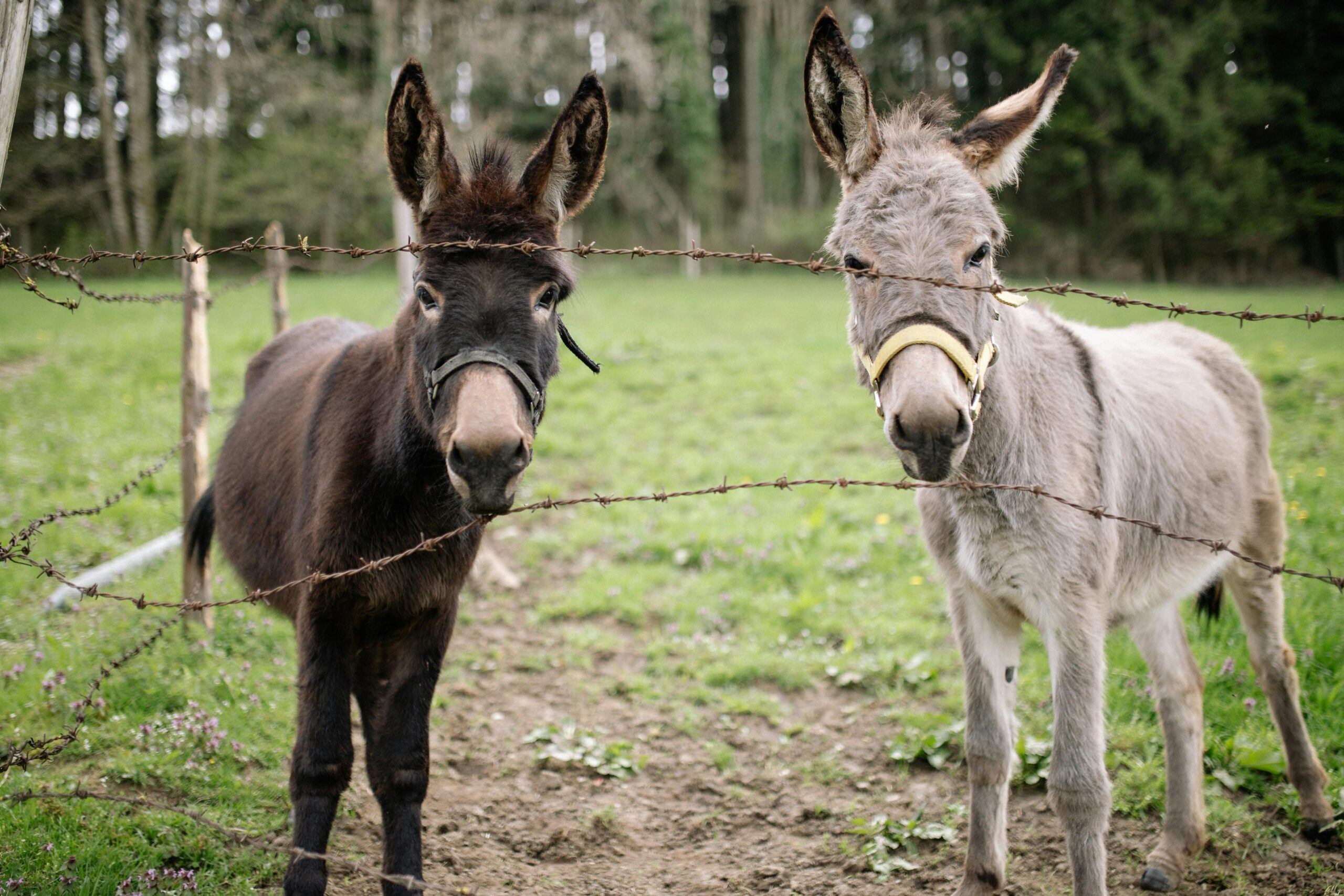 5 reasons our clients have stayed with us for donkeys